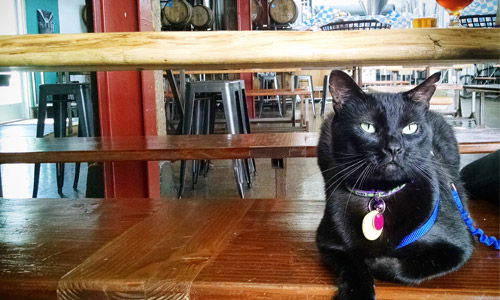 Pet of the Week