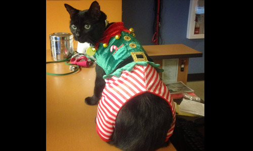 Pet of the Week