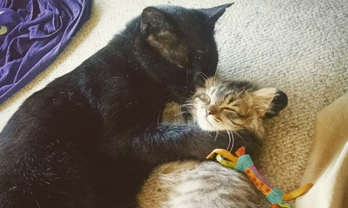 Pet of the Week