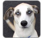 Hannah-Hannah Bo-Banna