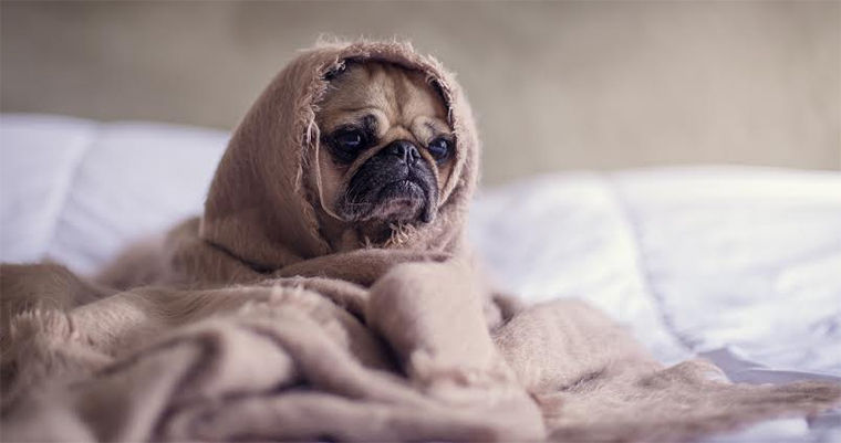 A image of a dog in blanket