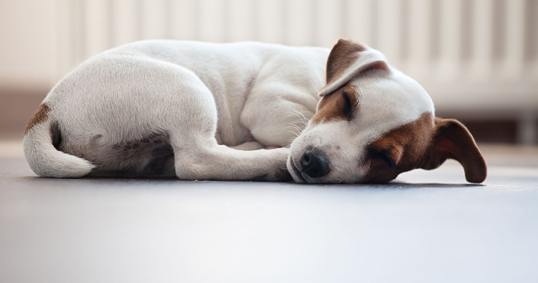 A image of a dog sleeps on the room floor