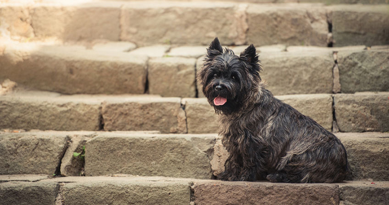 A image of a dog looking at you