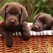 link to Flea & Tick Control Medicine for Dogs and Cats