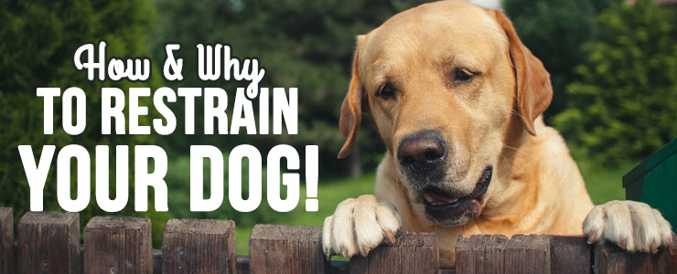 how-and-why-to-restrain-your-dog