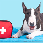link to How To Assemble Your Pet's First Aid Kit