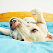 link to How to Bond with Your New Dog