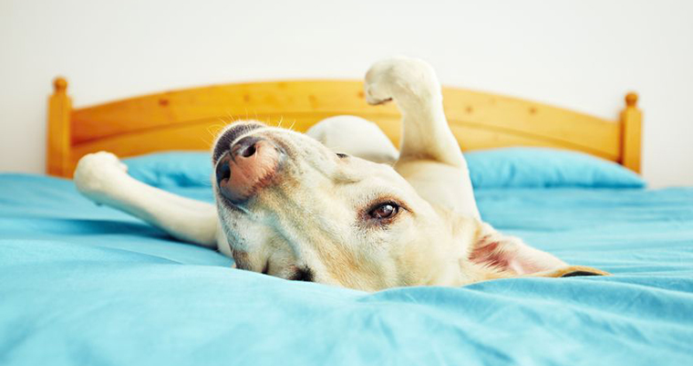 A image of a dog laying on the bed