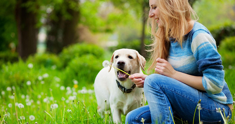 A image of a women and a dog playing on the grass