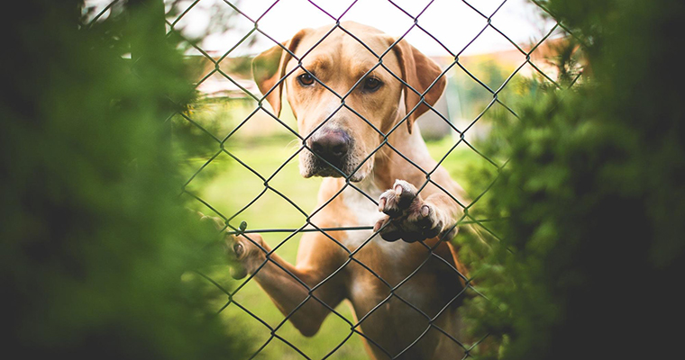 A image of a dog behind the fence