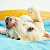 link to Tips to Care for Your Allergic Pet