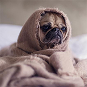 link to How To Help A Dog With Separation Anxiety