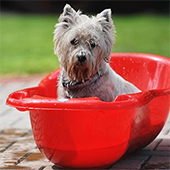 link to How To Lather With Love: Tips To Better Bathe Your Pet