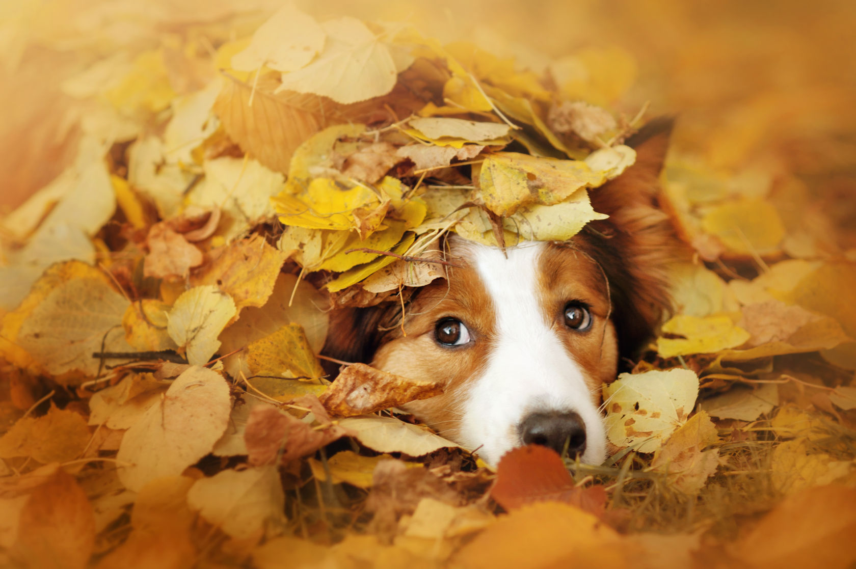 Make Your Dog Snapchat Famous