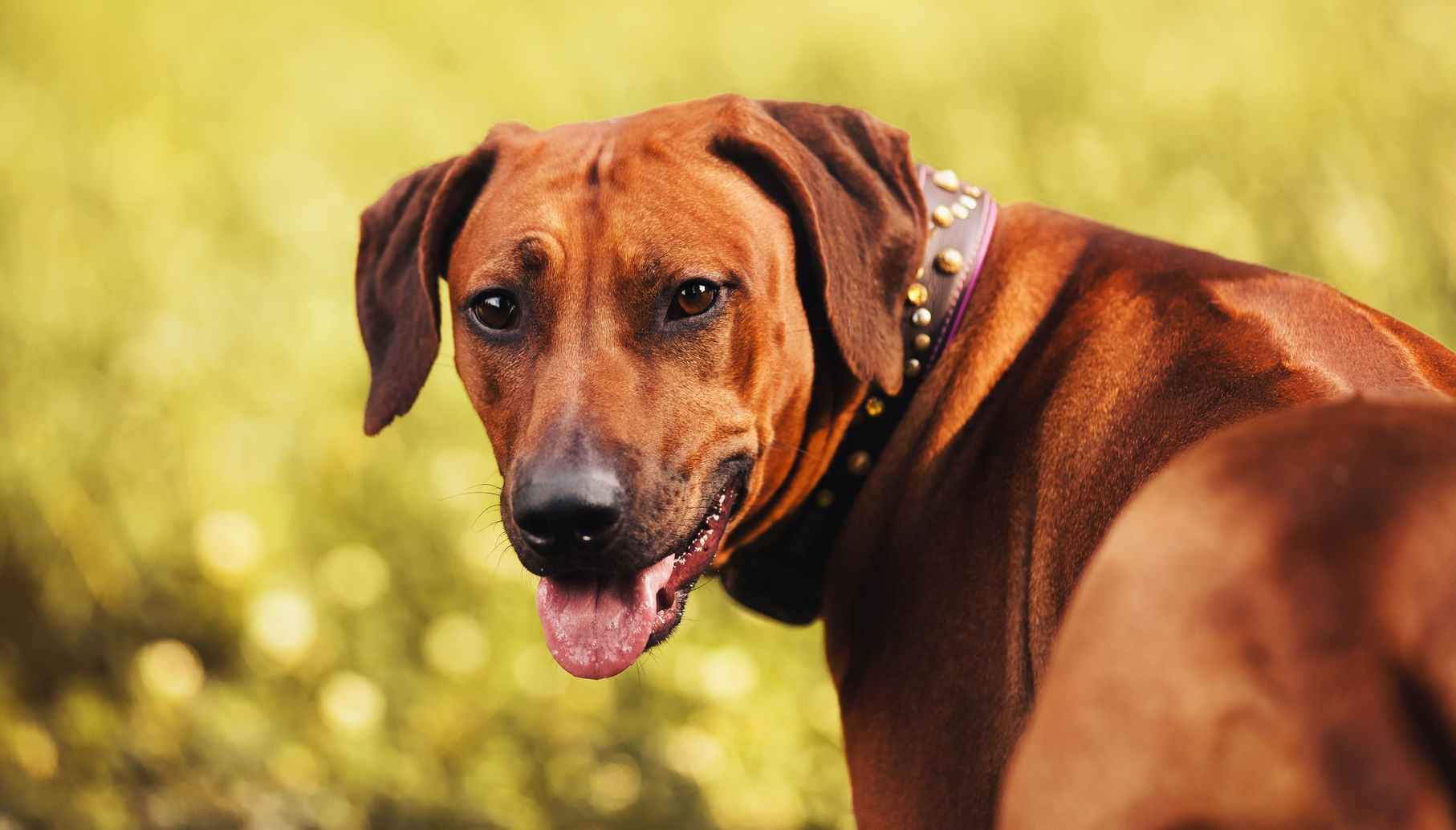 Make Your Dog Snapchat Famous