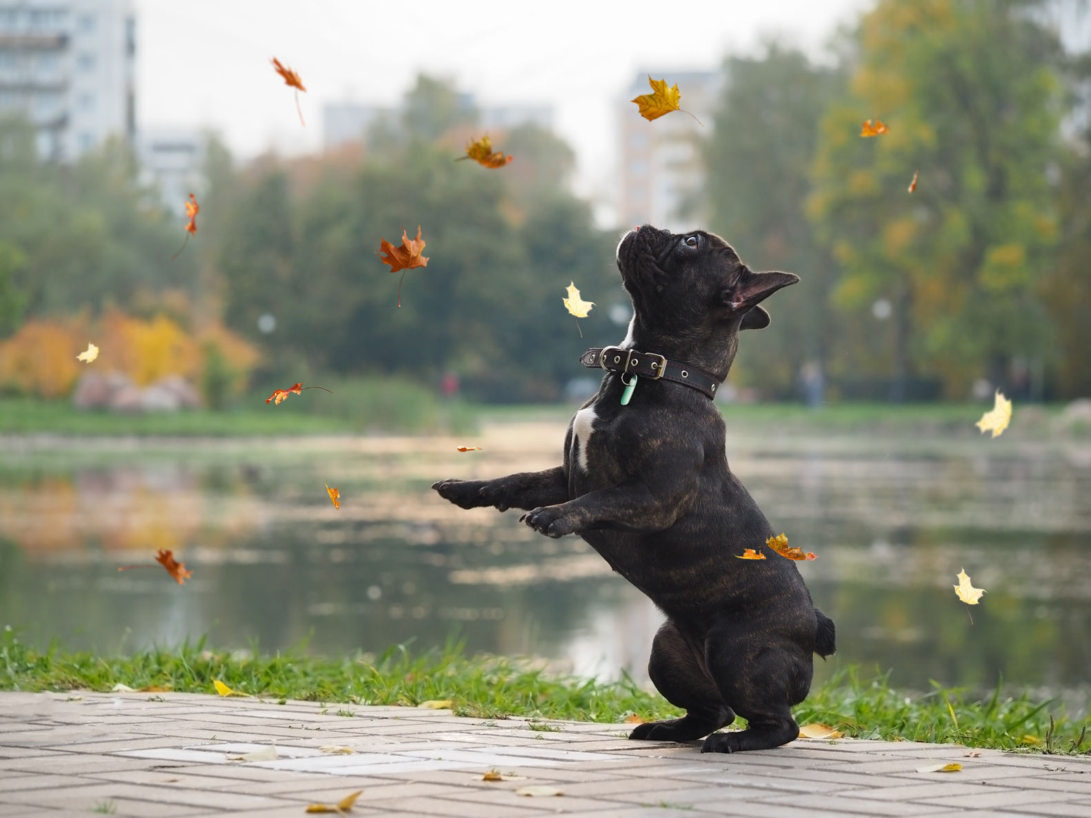Make Your Dog Snapchat Famous