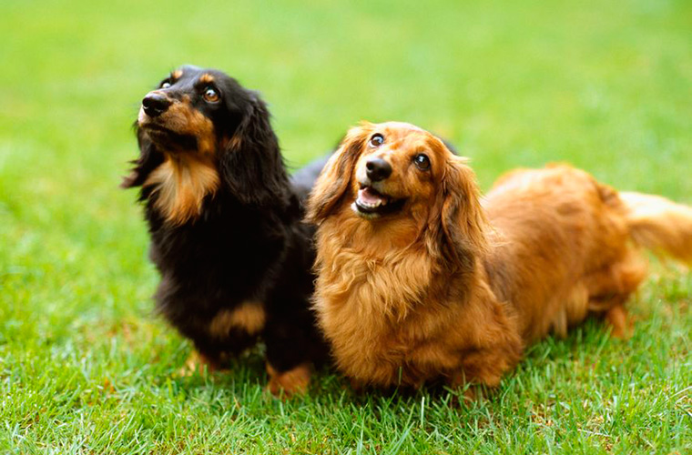 Potty Training Dogs