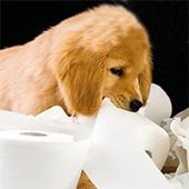 link toHow To Potty Train Your Puppy
