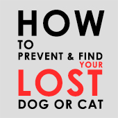 link to How To Prevent And Find Your Lost Dog Or Cat