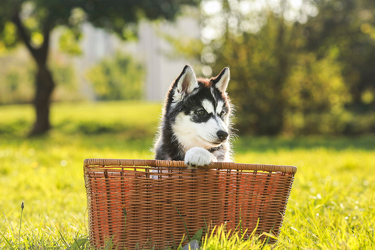 Stop Your Puppy From Biting