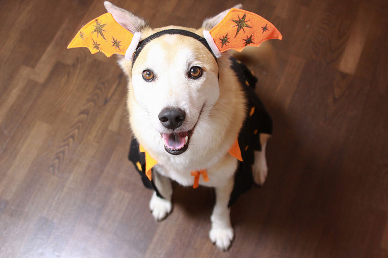 Preparing Your Pet For Fall