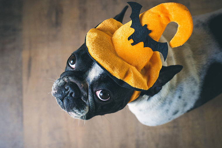 Preparing Your Pet For Fall