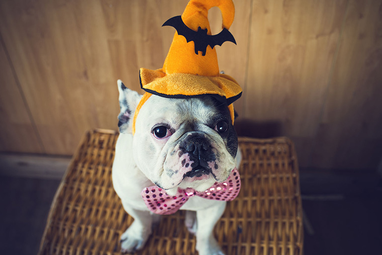 Preparing Your Pet For Fall