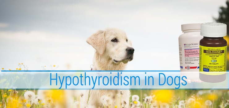 Hypothyroidism in Dogs