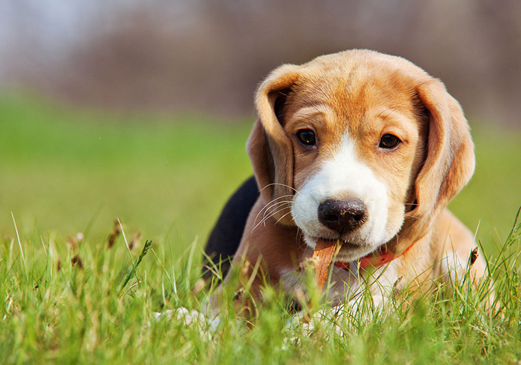 Pup