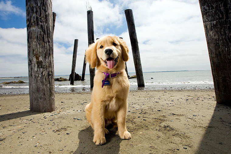 Summer doge