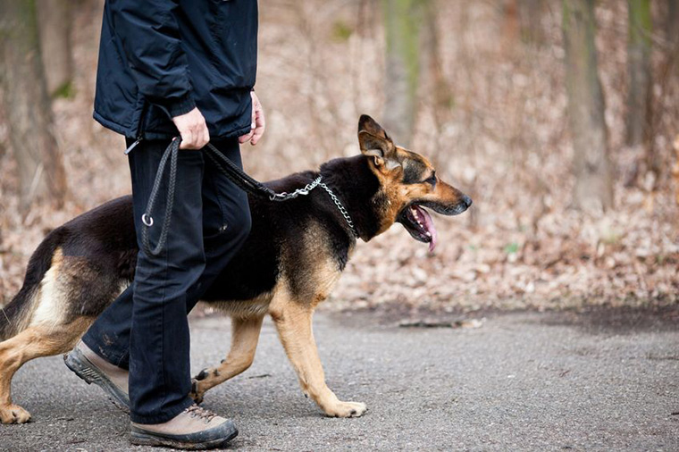 Walking the Dog in the Woods