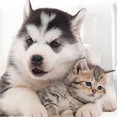 link to Introducing New Pets to Your Dog