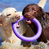 link to Introducing Your Dog To Other Dogs