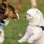 introducing-your-dog-to-other-dogs
