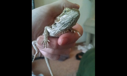Pet of the Week