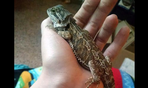 Pet of the Week