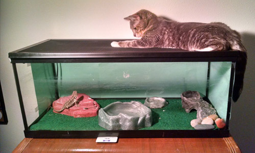 Pet of the Week