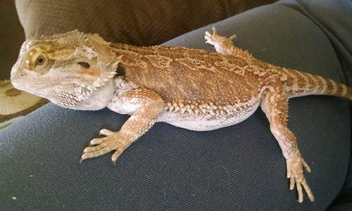 Pet of the Week
