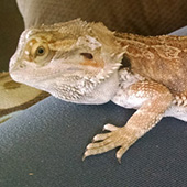link to Meet Jabba, The Rescue Lizard!