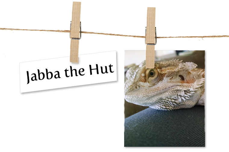 Pet of the Week