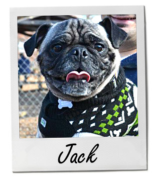 Pet of the Week photo
