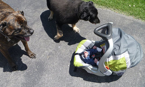 Pet of the Week