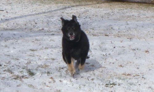 Pet of the Week