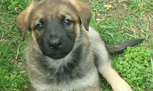 Pet of the Week