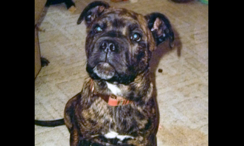 Pet of the Week
