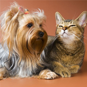 link to The Secret to Keeping pets Calm & Well-Behaved