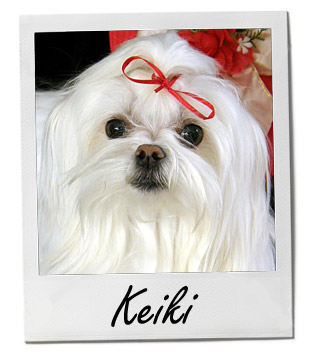 Pet of the Week photo