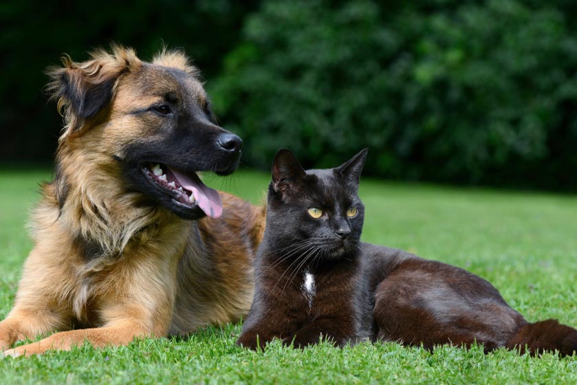 dog and cat in grass