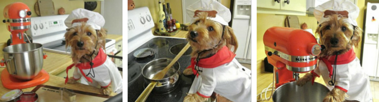 Kirby the Dorkie Canine Chef Cookbook