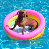 link to Know These 5 Summer Pet Care Tips